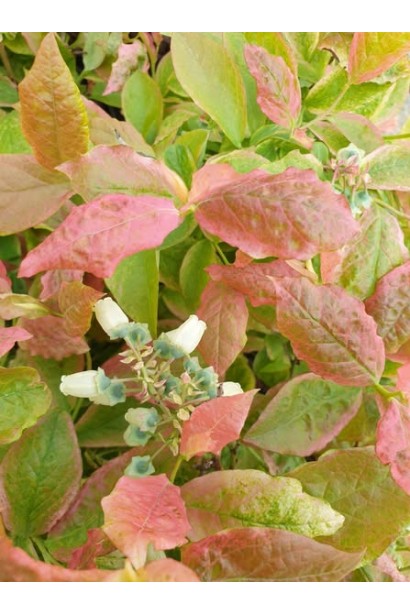 Vaccinium corymbosum Flamingo листя восени